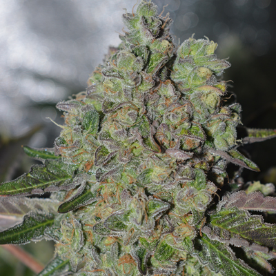 Queen of Green - Image 3
